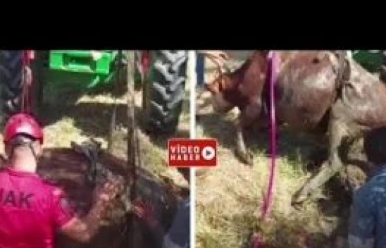 Ardahan'da bataklığa saplanan inek JAK ve AFAD ekiplerinin yardımı ile kurtuldu