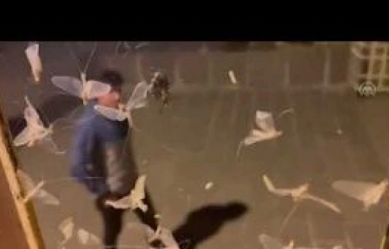 Ardahan'da 'bir günlük' adı verilen kelebek benzeri sineklerin 'ölüm uçuşu' başladı