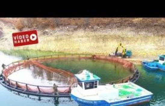 Avrupa, Amerika ve Rusya'nın somonu Bingöl'den gidiyor