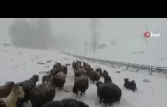 Bingöl'de besicilerin zorlu kış şartlarıyla mücadelesi