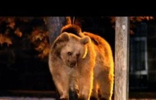 Bozayı okul bahçesine girdi