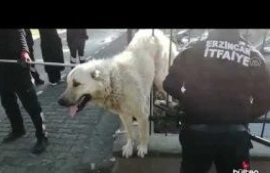 Demir parmaklıklara sıkışan köpek kurtarıldı
