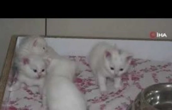 Depremzede kediler villada misafir ediliyor
