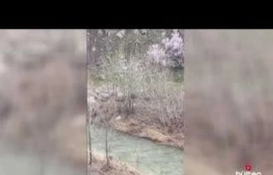 Elazığ'da çaydan geçen kurt sürüsü görüntülendi