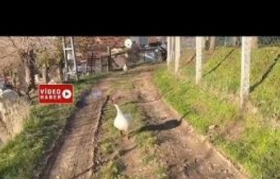 Elazığ'da kazlar sayaç okuma memuruna saldırdı