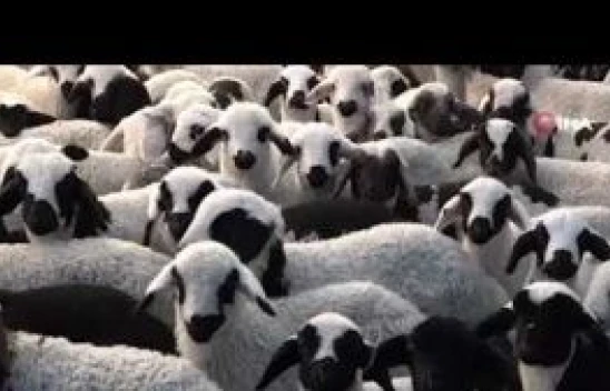 Elazığ'da virüs tehlikesi