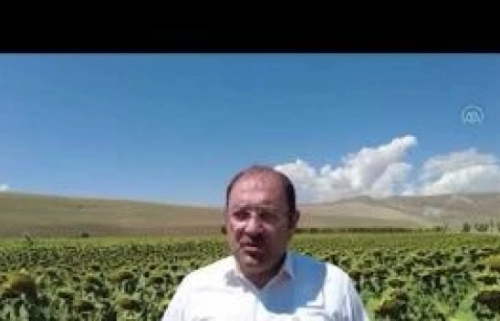 Erzincan'da devlet desteğiyle ayçiçeği üretimi başladı