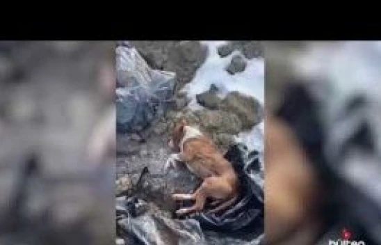 Erzincan'da poşetler İçinde Toprağa Gömülmüş Köpekler Bulundu