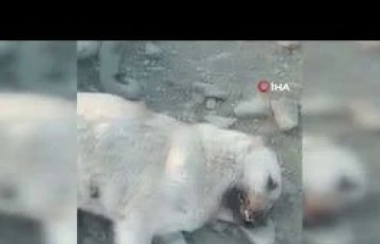 Elazığ Maden ilçesinde 10 sahipsiz köpek zehirlendi