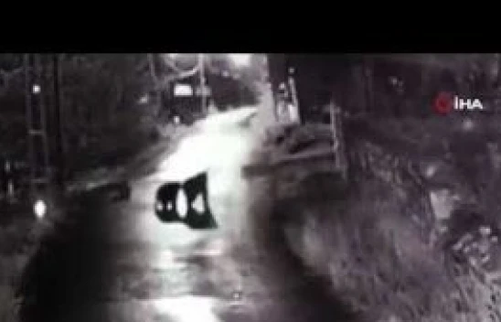 Erzincan Refahiye'de köye ayılar indi