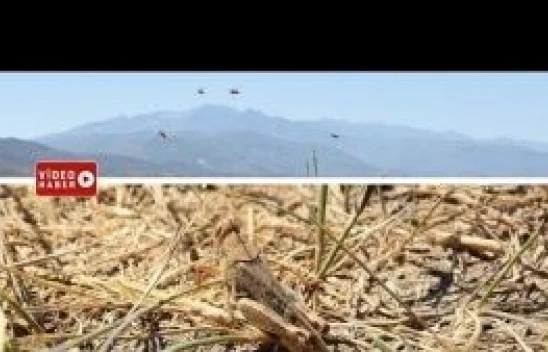 Hakkari Yüksekova'daki bazı köyleri çekirgeler bastı