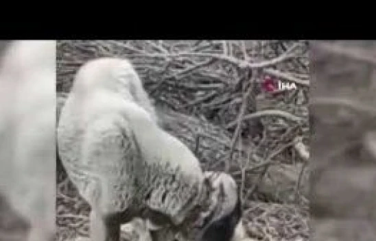 Kangal köpeği kuzunun süt annesi oldu