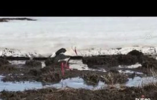 Kar sularının oluşturduğu göletler göçmen kuşlarla şenlendi