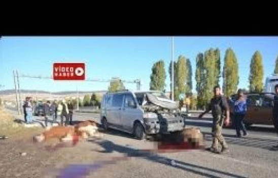 Kars Sarıkamış'ta meydana gelen trafik kazasında 5 büyükbaş hayvan telef oldu