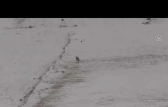 Kars'ta aç kalan kurtlar köye indi