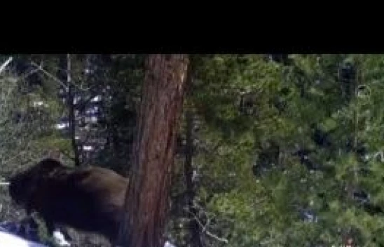 Kars'ta kış uykusundan uyanan bozayıların görüntüsü fotokapan ve kameralara yansıdı