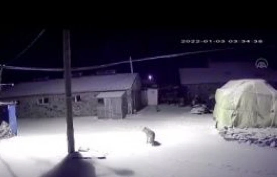 Kars'ta köye inen aç kurtların köpeği götürme anı güvenlik kamerasında