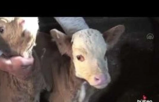 Karslı besici üçüz buzağıları biberonla besliyor