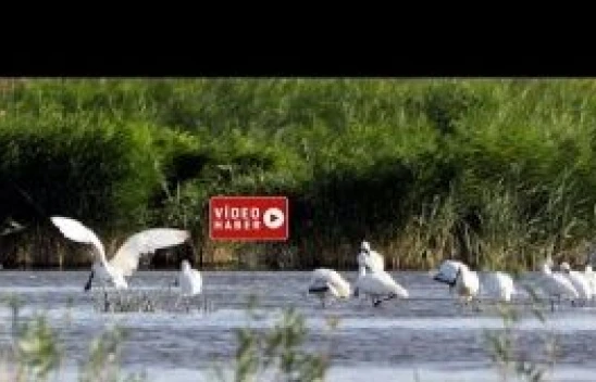 Kaşıkçı kuşları Ağrı Dağı eteklerinde görüntülendi