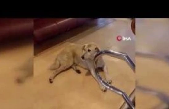 Köpek var diye seferi iptal etti, yetmedi yolcuları kovdu!
