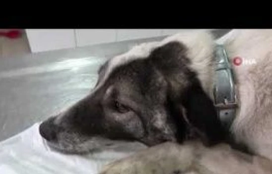 Kurt kapanına patisini kaptıran köpek güvenilir ellerde