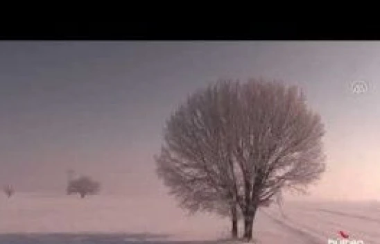 Muş Ovası'ndaki ağaçlarda kırağı oluştu