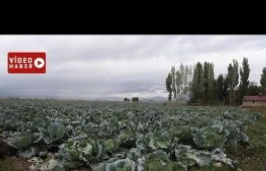 Muş'ta Ƈ. Kelem Festivali' düzenlendi