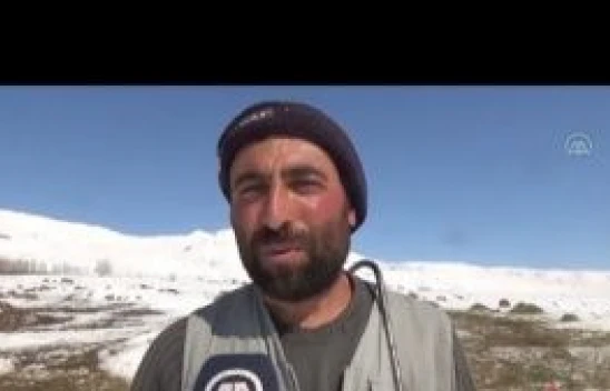 Muş'ta besiciler hayvanlarını kar üstünde beslemeye devam ediyor