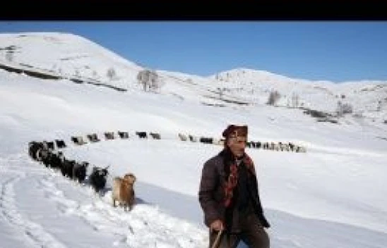 Muş'ta besiciler, yayladaki sürülerini karlı dağları aşarak köye ulaştırdı