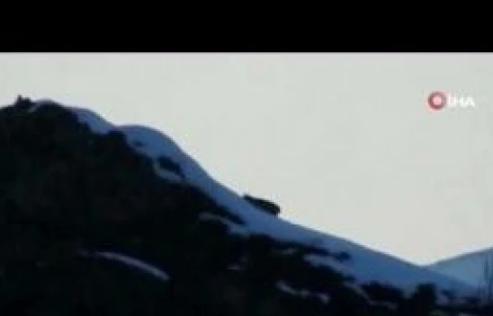 Nesli tükenmekte olan vaşak Tunceli'de