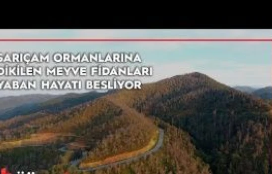 Sarıçam ormanlarına dikilen meyve fidanları sayesinde yaban hayatı aç kalmıyor