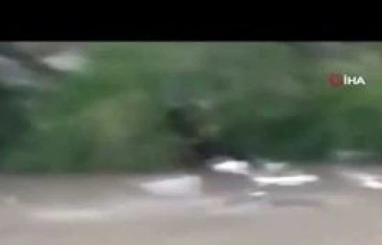 Şırnak'ta nesli tükenme tehlikesi altında olan su samuru görüntülendi