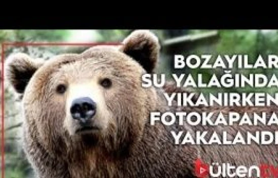 Tunceli'de bozayılar su yalağında yıkanırken fotokapana yakalandı