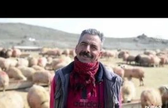 Tunceli'de Göçerler yeni doğan kuzuları şefkatle büyütüyor