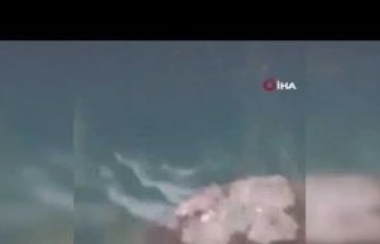 Tunceli'de koruma altında bulunan su samuru görüntülendi