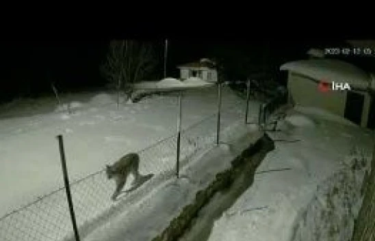 Tunceli'de nesli tükenen vaşak görüntüsü güvenlik kameralarına takıldı