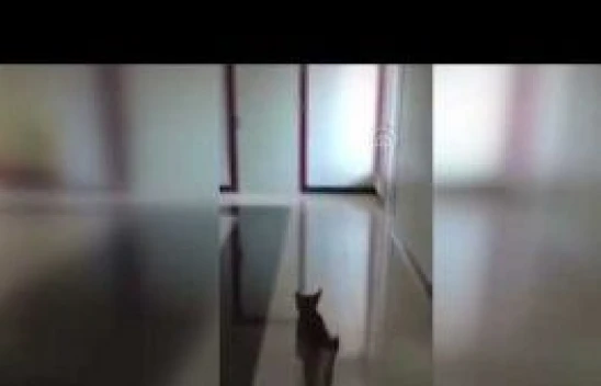 Tunceli'de sürücü kursuna vaşak baskını