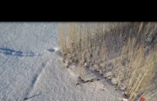 Tunceli'de yaban domuzu sürüsü ve bozayılar görüntülendi video haber