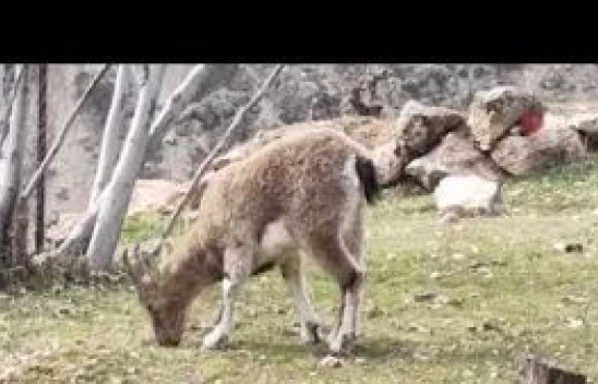 Tunceli'de yaban keçileri sokakları mesken tuttu