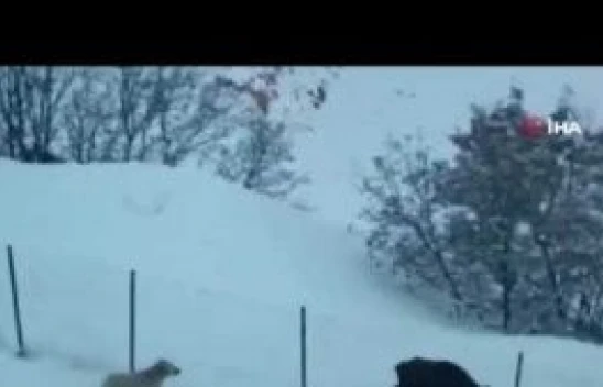 Tunceli'de yerleşim yerine inen domuzlarla köpekler site bahçesini paylaşamadı