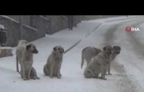 Tunceli'de kar yeniden bastırdı, 251 köy yolu ulaşıma kapandı