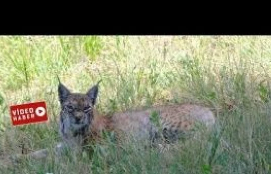 Uydu vericisi takılan vaşak 11 ayda bin 400 kilometre yürüdü