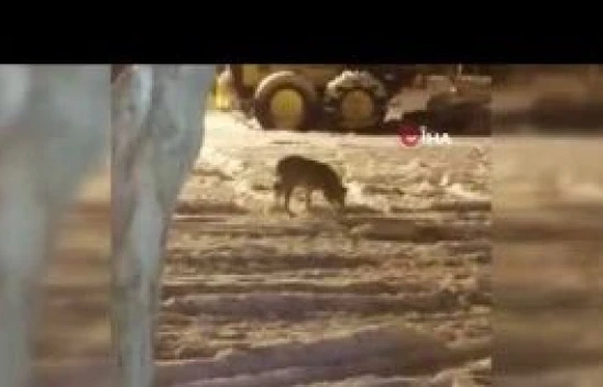 Van'da aç kalan kurt şehir merkezine indi