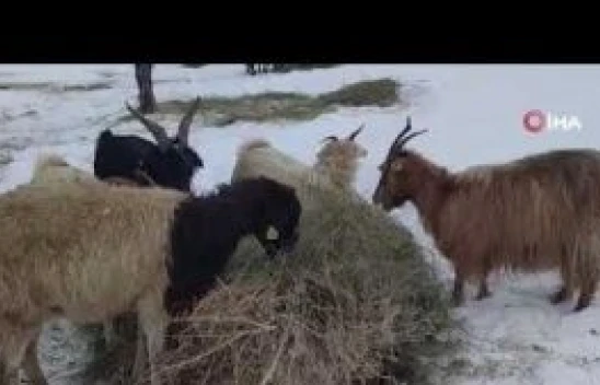 Van'da besicilerin zorlu kış mesaisi