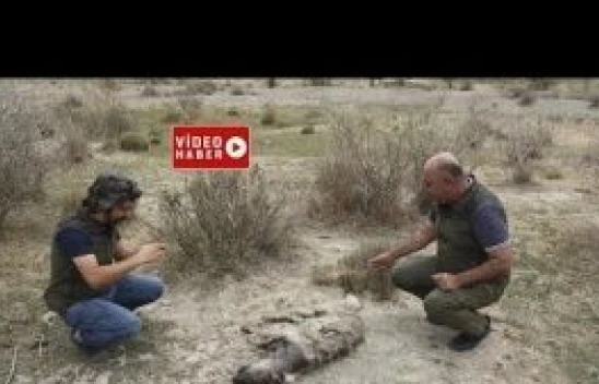Van'da nesli tükenen çizgili sırtlan ölü bulundu