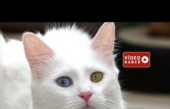 Van'da yeni yılın damızlık kedileri seçildi