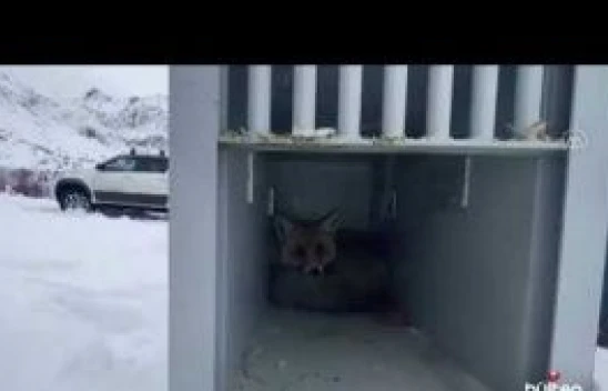 Yaralı bulunan tilki, tedavisinin ardından doğaya bırakıldı