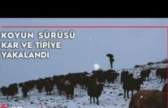 Yaylalardan indirilmeye başlanan koyun sürüsü kar, tipiye yakalandı