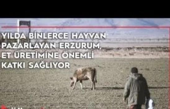 Yılda binlerce hayvan pazarlayan Erzurum, et üretimine önemli katkı sağlıyor