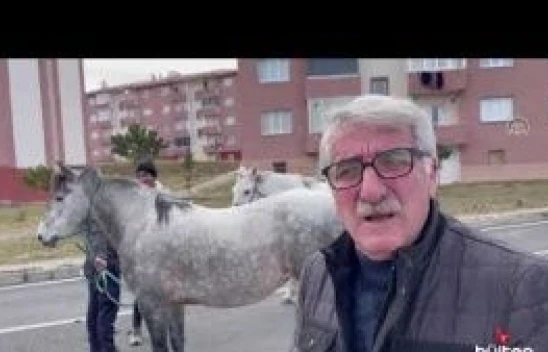 Yılkı atları Ardahan kent merkezinde beslenmeye çalışırken görüntülendi